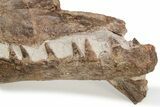 Fossil Mosasaur (Tethysaurus) Jaws - Asfla, Morocco #225272-2